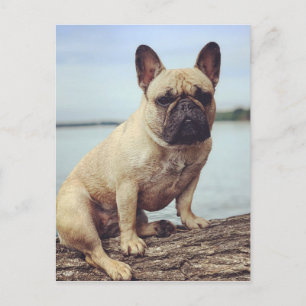 Postal Un Bulldog francés