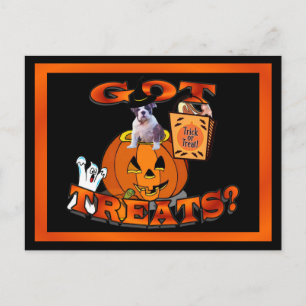 Postal Un Bulldog muy lindo buscando en la calabaza