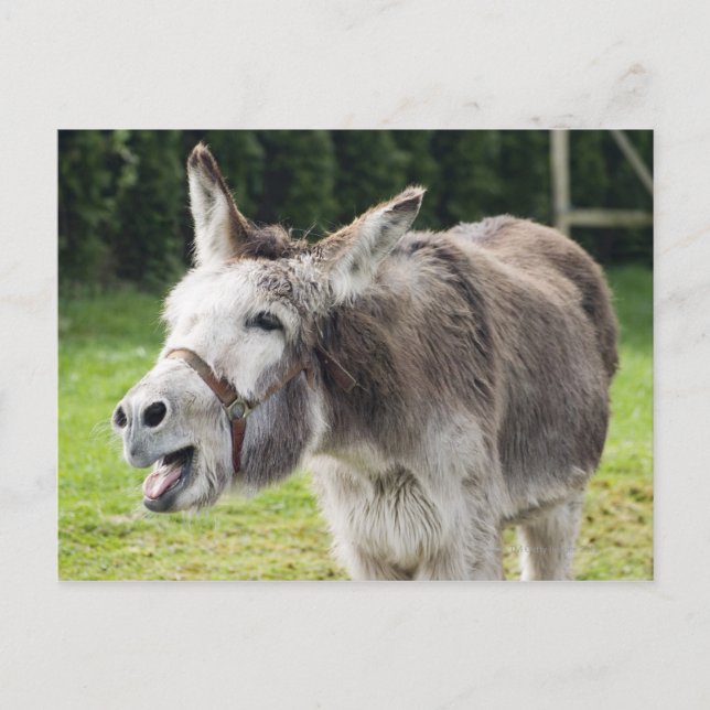 Postal Un burro (Anverso)