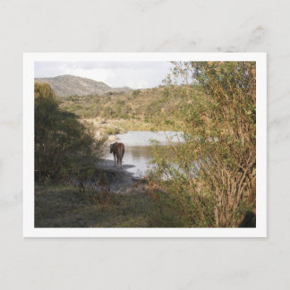 Postal un caballo