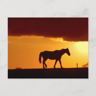 Postal Un caballo al atardecer
