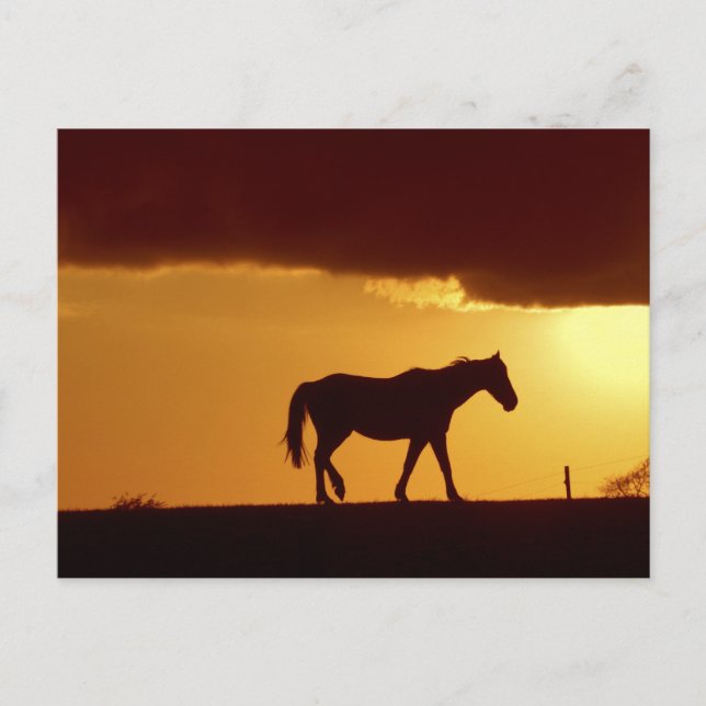 Postal Un caballo al atardecer (Anverso)