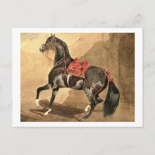 Postal Un caballo árabe (p/p fijado en papel) (Anverso)