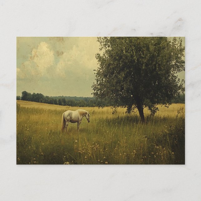 Postal Un Caballo Blanco Arañando En Un Campo (Anverso)