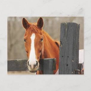 Postal Un Caballo Con Una Monta En La Corner Fencepost