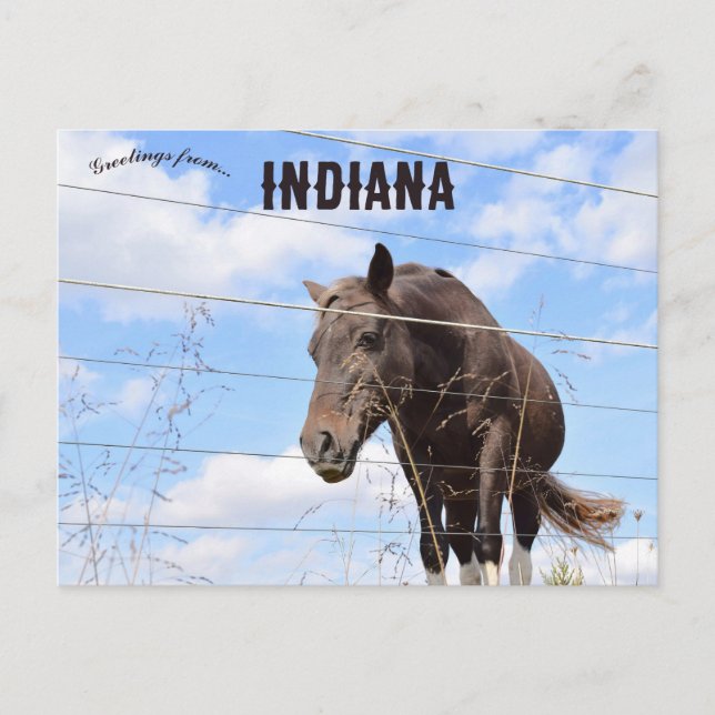 Postal Un caballo en Columbus Indiana (Anverso)