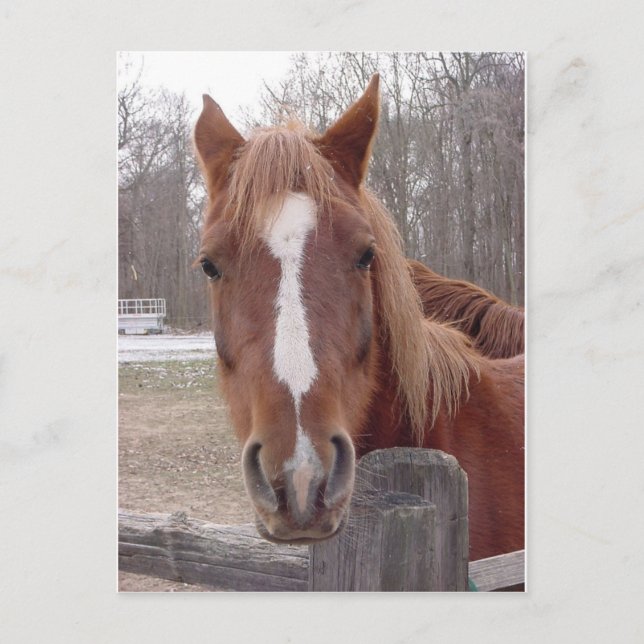 Postal Un caballo, por supuesto (Anverso)