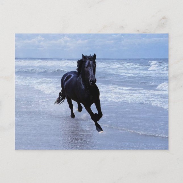 Postal Un caballo salvaje y libre (Anverso)