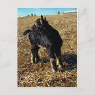 Postal Un cabrito Dobie