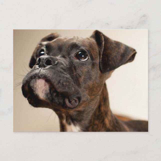 Postal Un cachorro de Brindle Boxer mirando hacia arriba  (Anverso)