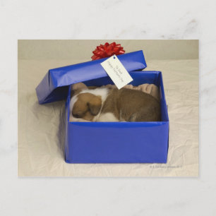 Postal Un cachorro durmiendo en una caja de regalo