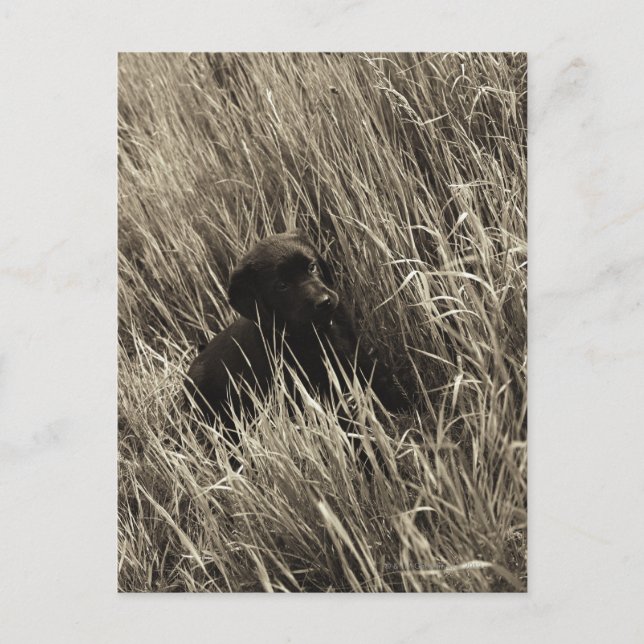 Postal Un cachorro negro en un prado. (Anverso)