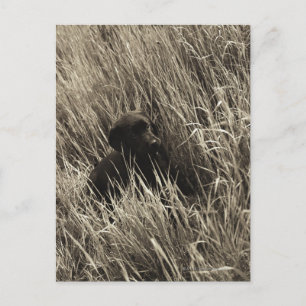 Postal Un cachorro negro en un prado.