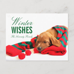 Postal Un cachorro Vizsla mixto