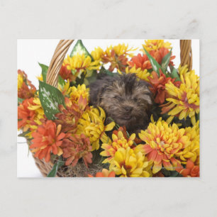 Postal Un cachorro Yorkie-Poo en una canasta artificial