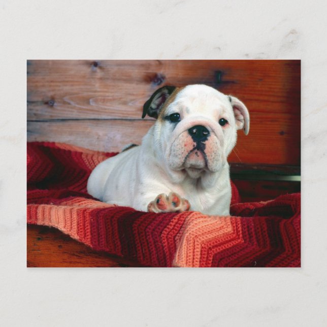 Postal Un cajón cómodo, perrito del bulldog (Anverso)