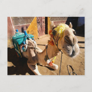 Postal Un camello amistoso espera a su próximo jinete, El