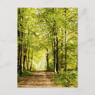 Postal Un camino cubierto de hojas en un bosque mágico