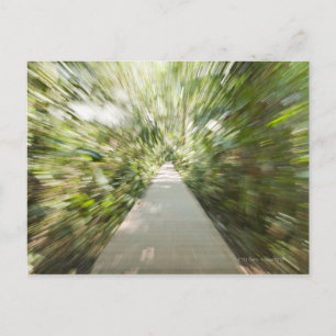 Postal Un camino de madera a través de la selva tropical 