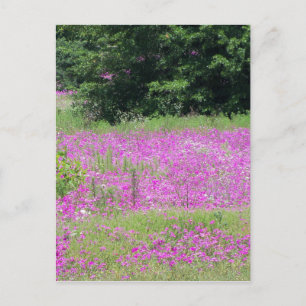 Postal Un campo de flores silvestres rosadas de primavera