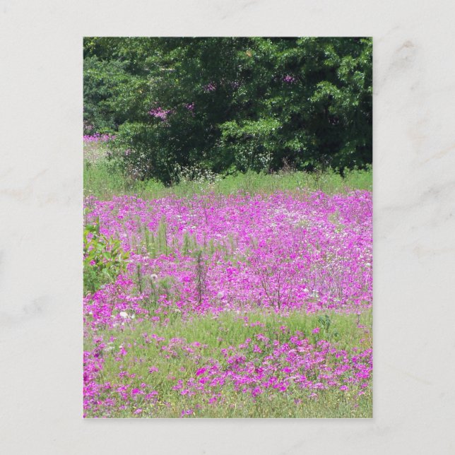 Postal Un campo de flores silvestres rosadas de primavera (Anverso)