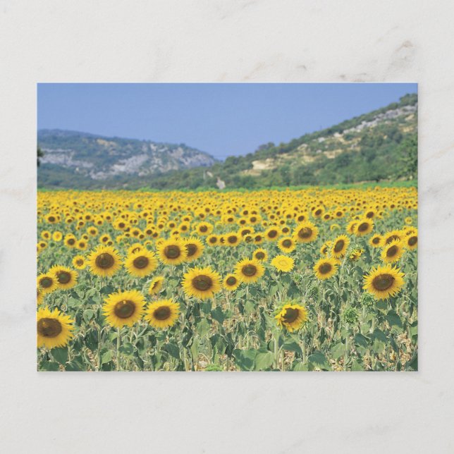 Postal un campo de girasoles (Anverso)