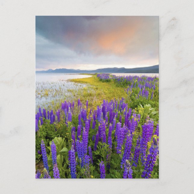 Postal Un campo de los wildflowers del Lupine en la (Anverso)
