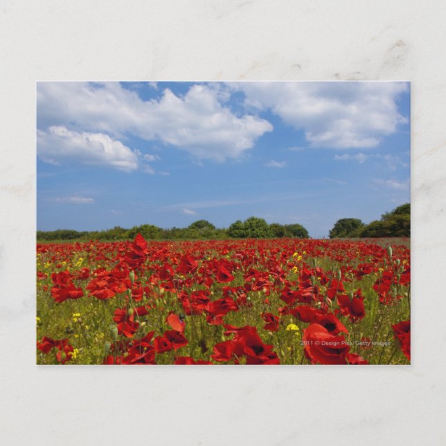 Postal Un Campo lleno de flores rojas (Anverso)
