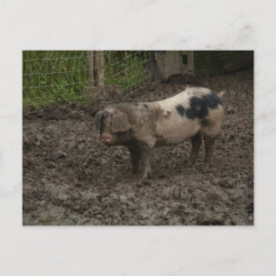 Postal Un cerdo en mugre
