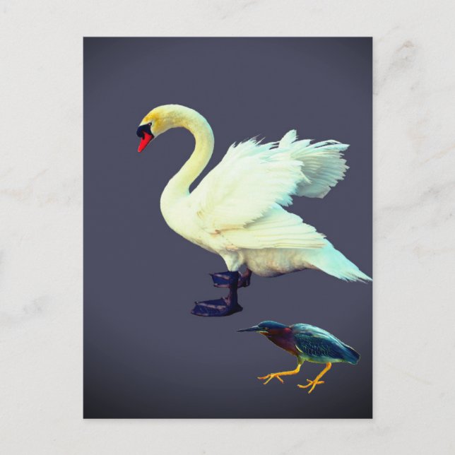 Postal Un cisne y una garza azul (Anverso)