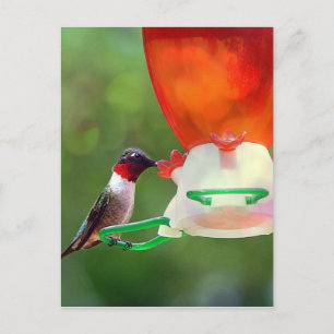 Postal Un colibrí con trompetas de rubí