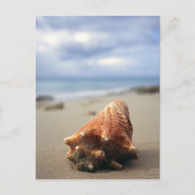 Postal Un Concha En La Playa | Santa Cruz, Usvi (Anverso)