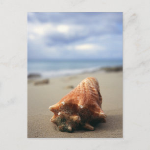 Postal Un Concha En La Playa Santa Cruz, Usvi