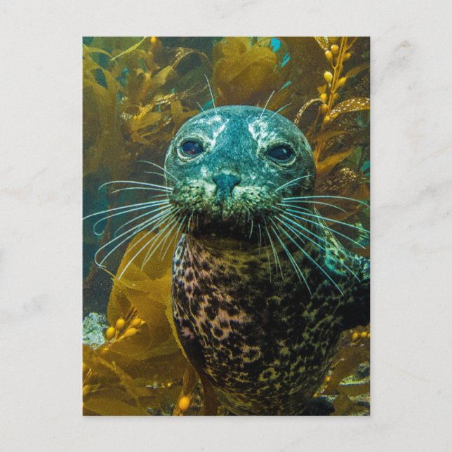 Postal Un curioso bosque de sellos marinos Kelp | Santa B (Anverso)