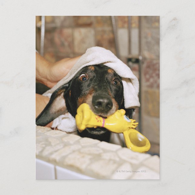 Postal Un dachshund bañándose. (Anverso)
