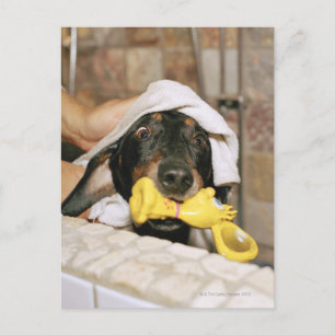 Postal Un dachshund bañándose.