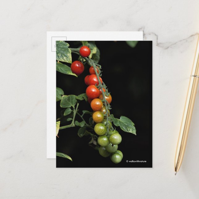 Postal Un degradado colorido de tomates de cerezo caseros (Anverso/Reverso In Situ)