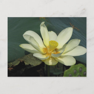 Postal Un día en la serie de estanques