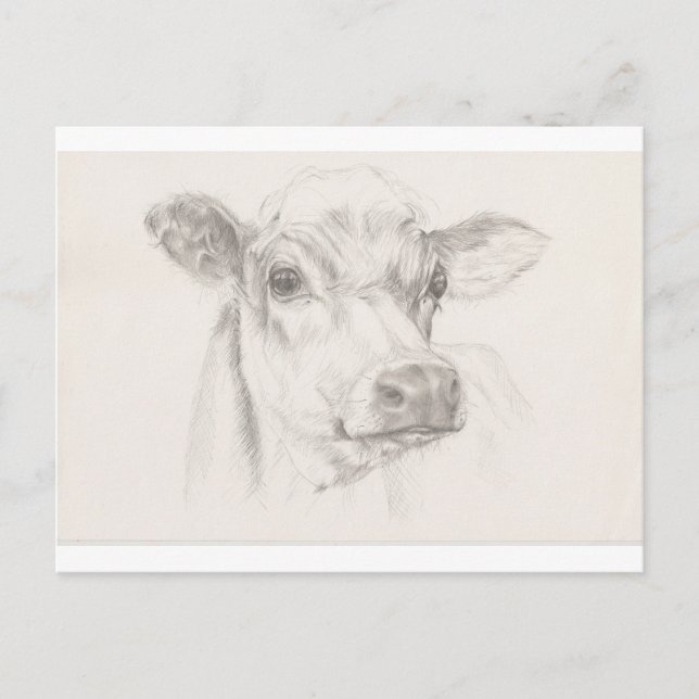 Postal Un dibujo de una vaca joven (Anverso)