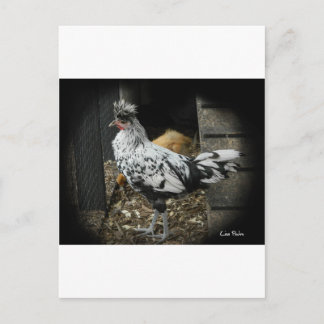 Postal un diseño maravilloso de un ave exótica hermosa