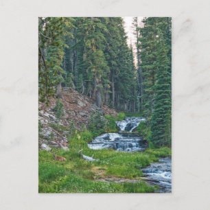 Postal Un dólar descansa en un río en cascada