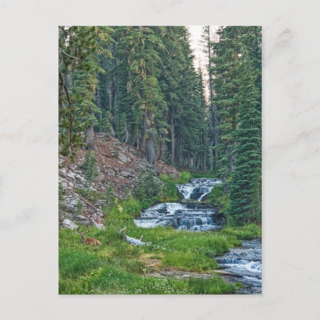 Postal Un dólar descansa en un río en cascada (Anverso)