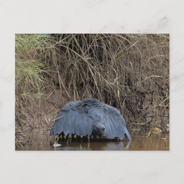 Postal Un dosel de la garza de la garza negra (Anverso)