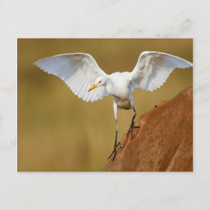 Postal Un Egret de ganado (Bubulcus Ibis) desciende