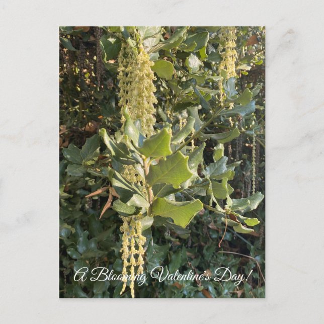 Postal ¡Un El día de San Valentín floreciente! (Anverso)