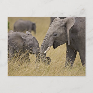 Postal Un elefante africano pastando en los campos