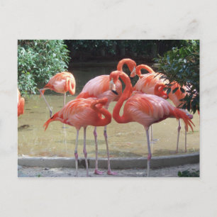 Postal Un Equipamiento De Flamingos