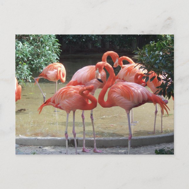 Postal Un Equipamiento De Flamingos (Anverso)