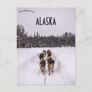 Postal Un equipo de trineo de perros en Alaska