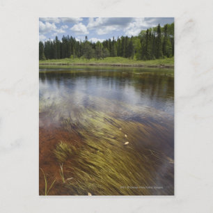 Postal Un Estanque Todavía Refleja Las Nubes